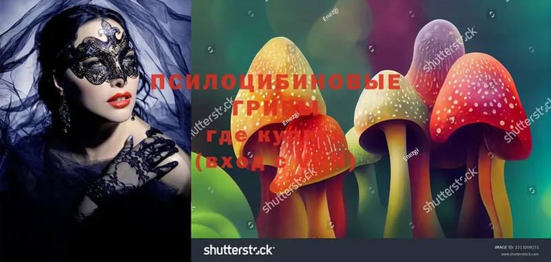 Псилоцибиновые грибы MAGIC MUSHROOMS  магазин продажи наркотиков  Бор 